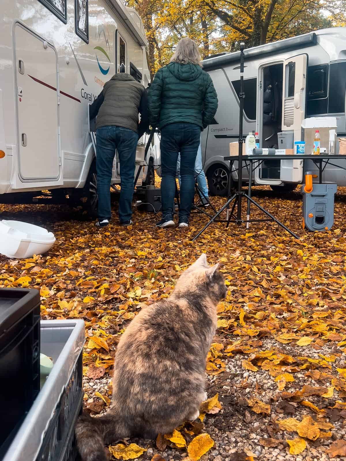 3-blickwinkel-drehtag-katze Die Katze vom Campingplatz sitzt im Laub und schaut zum Set