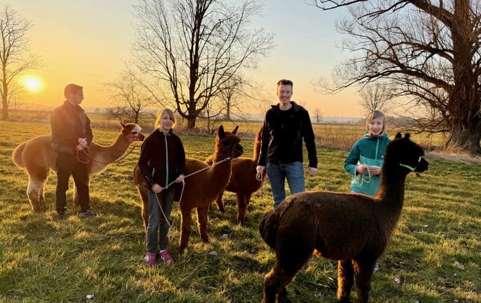 Familie führt bei Sonnenuntergang vier Alpakas über eine Wiese