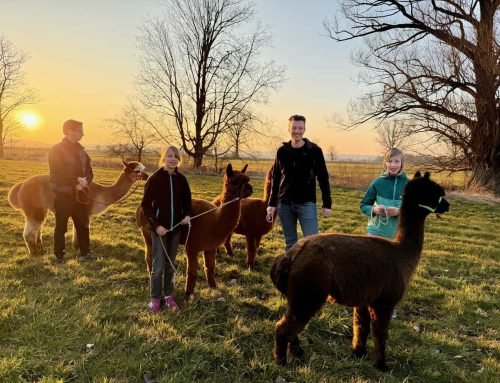 Alpacacamping.de – Natur erleben und Auszeit mit Alpakas genießen