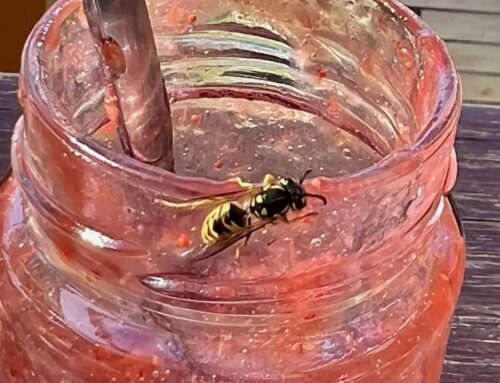 Wespen und Bienen mit Sprühnebel und ohne Gift vertreiben