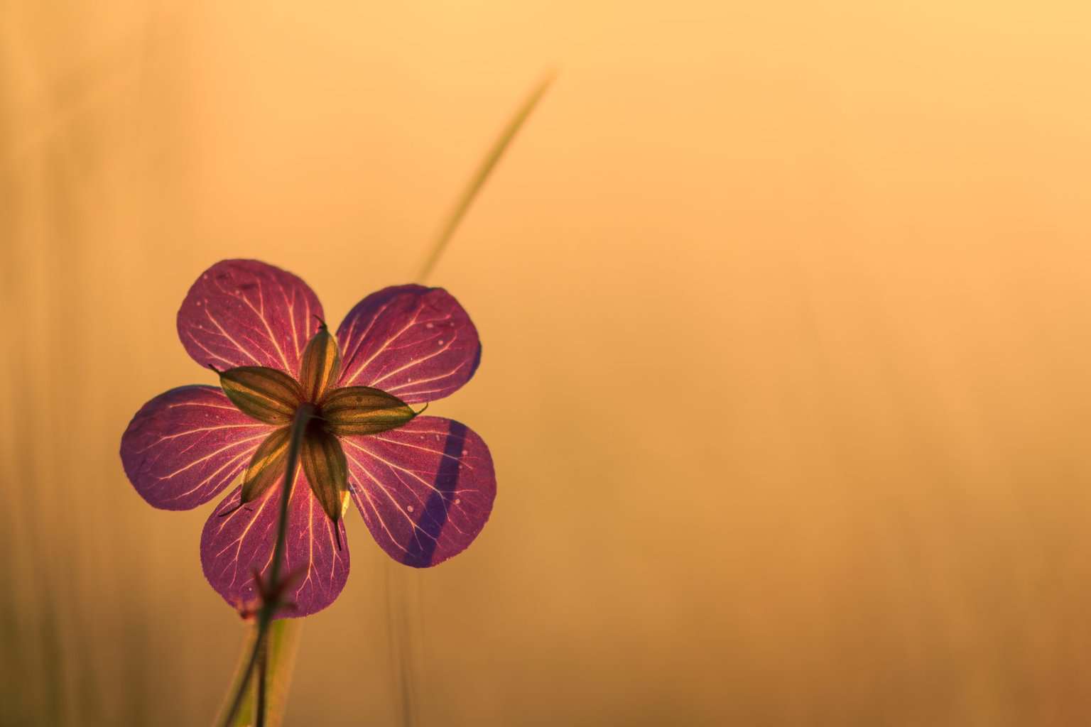Blume im Gegenlicht , Blume im Gegenlicht