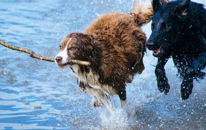 Hunde Wasser