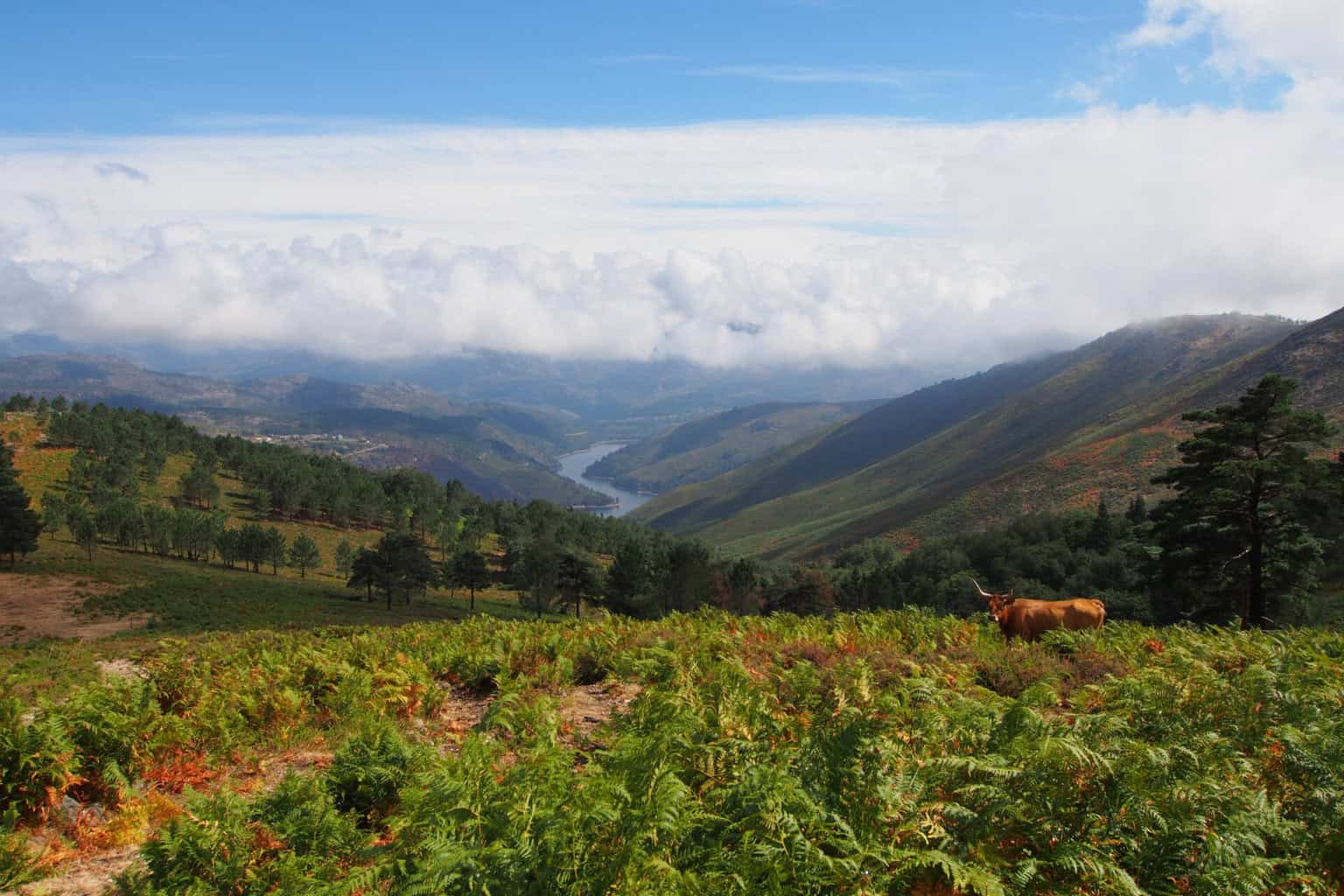 OLYMPUS DIGITAL CAMERA , OLYMPUS DIGITAL CAMERA