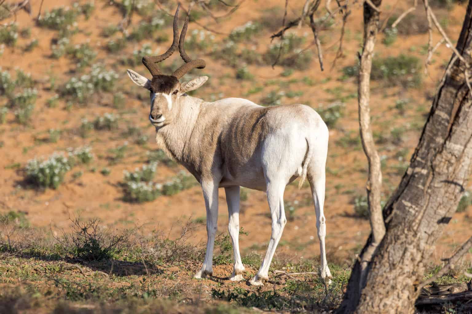 Marokko Gazelle Nationalpark Souss Massa , Marokko Gazelle Nationalpark Souss Massa
