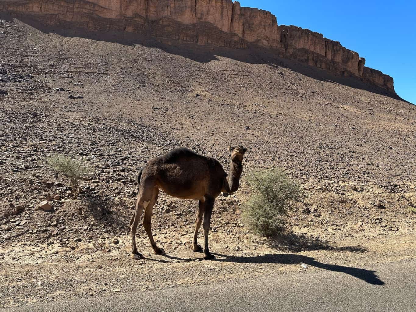 Marokko Kamel Dromedar kauend Strassenrand , Marokko Kamel Dromedar kauend Strassenrand