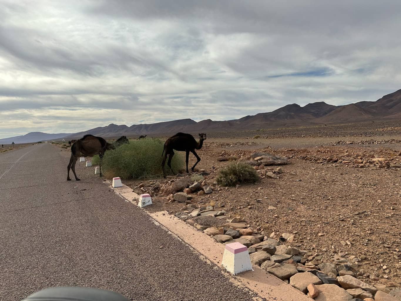 Marokko Kamele Dromedare Strassenrand verkehr nah , Marokko Kamele Dromedare Strassenrand verkehr nah