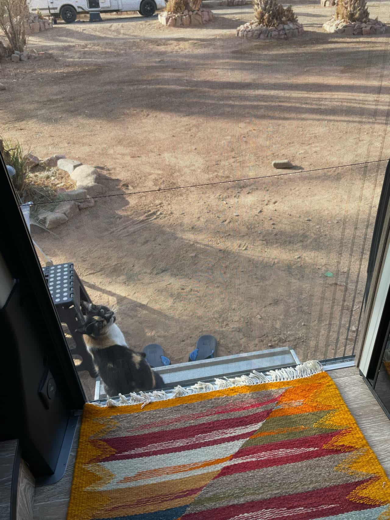 Marokko Katze vor Tuer sitzend , Marokko Katze vor Tuer sitzend