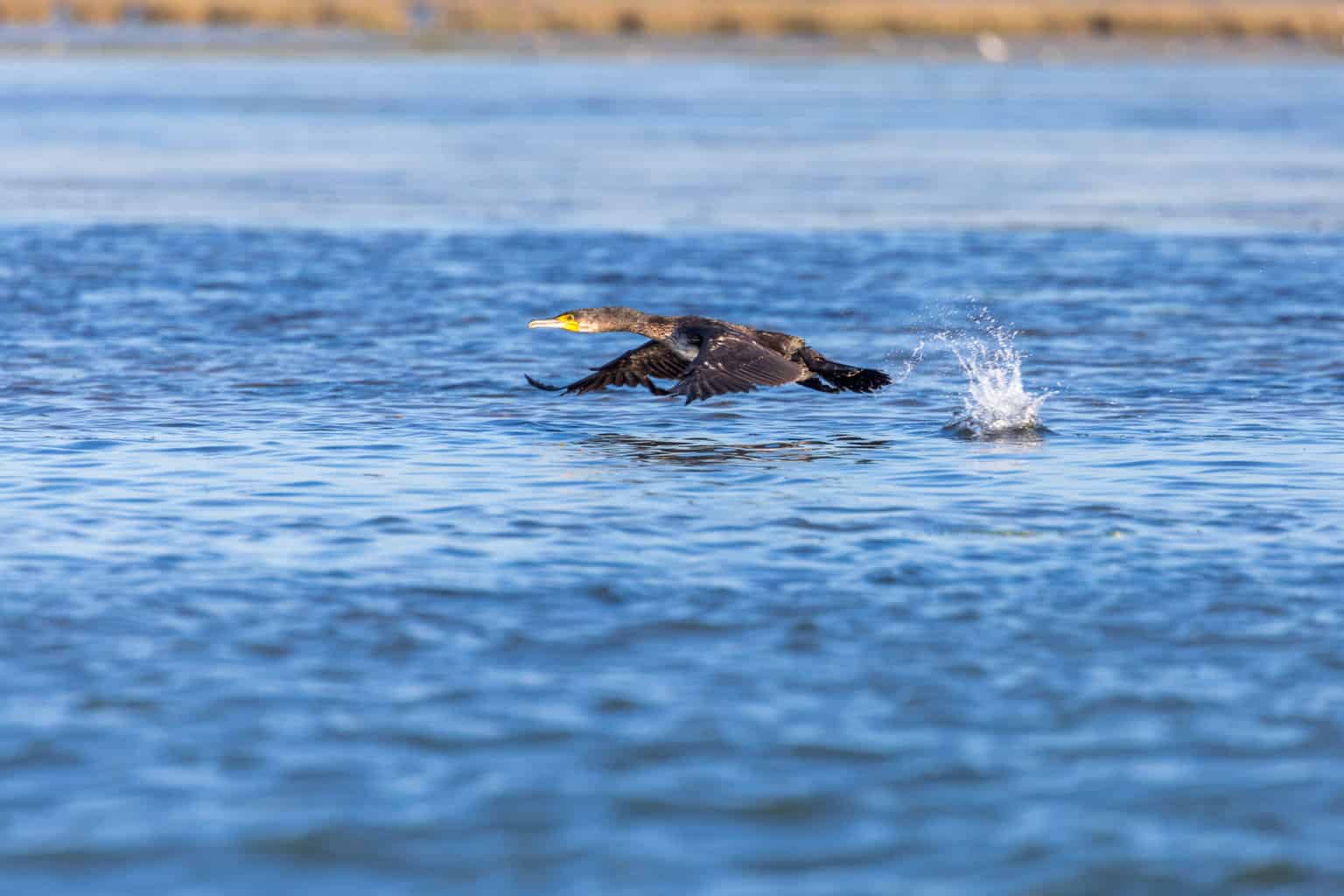 Marokko Moulay Bousselham Kormoran startend , Marokko Moulay Bousselham Kormoran startend