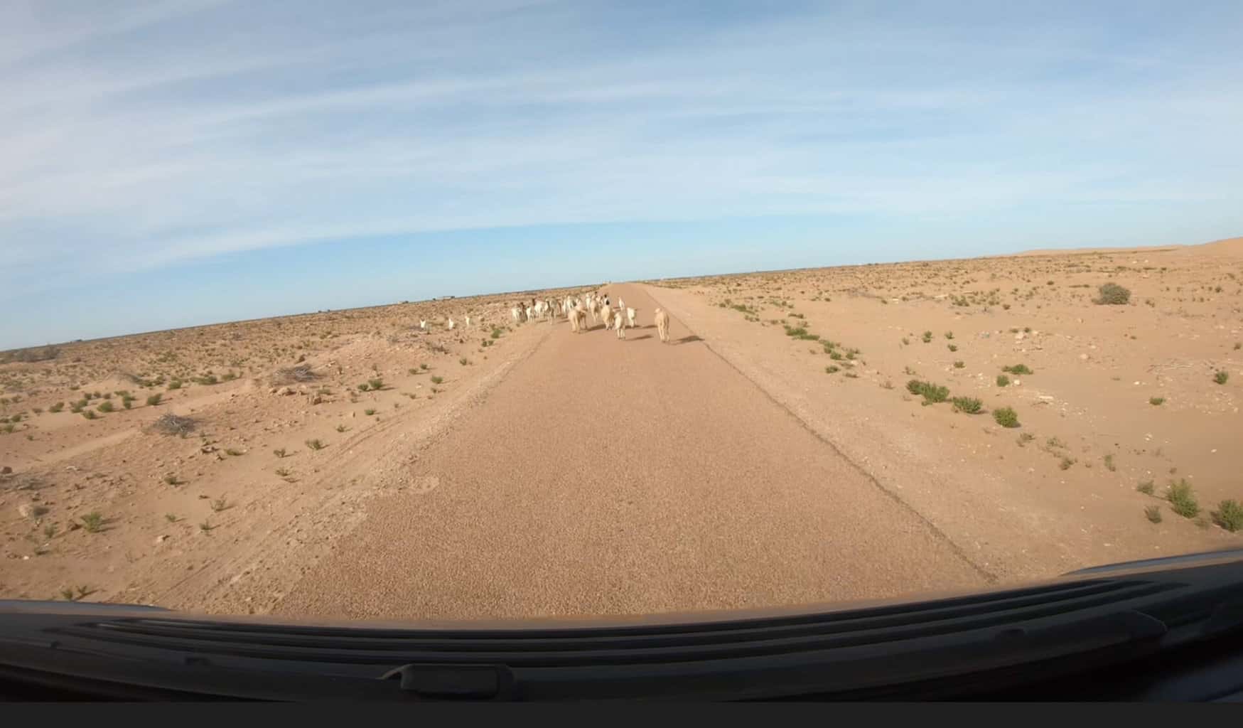 Marokko Schafe Strasse verkehr , Marokko Schafe Strasse verkehr
