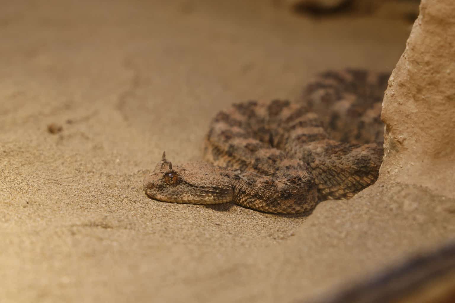 Marokko Schlange Sandviper Gehege , Marokko Schlange Sandviper Gehege