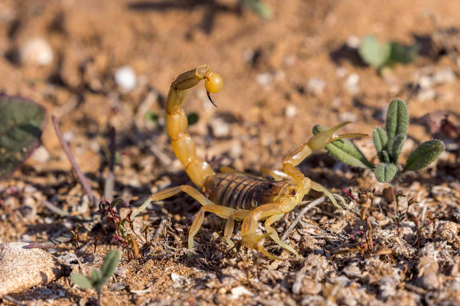 Marokko Skorpion Souss Massa , Marokko Skorpion Souss Massa