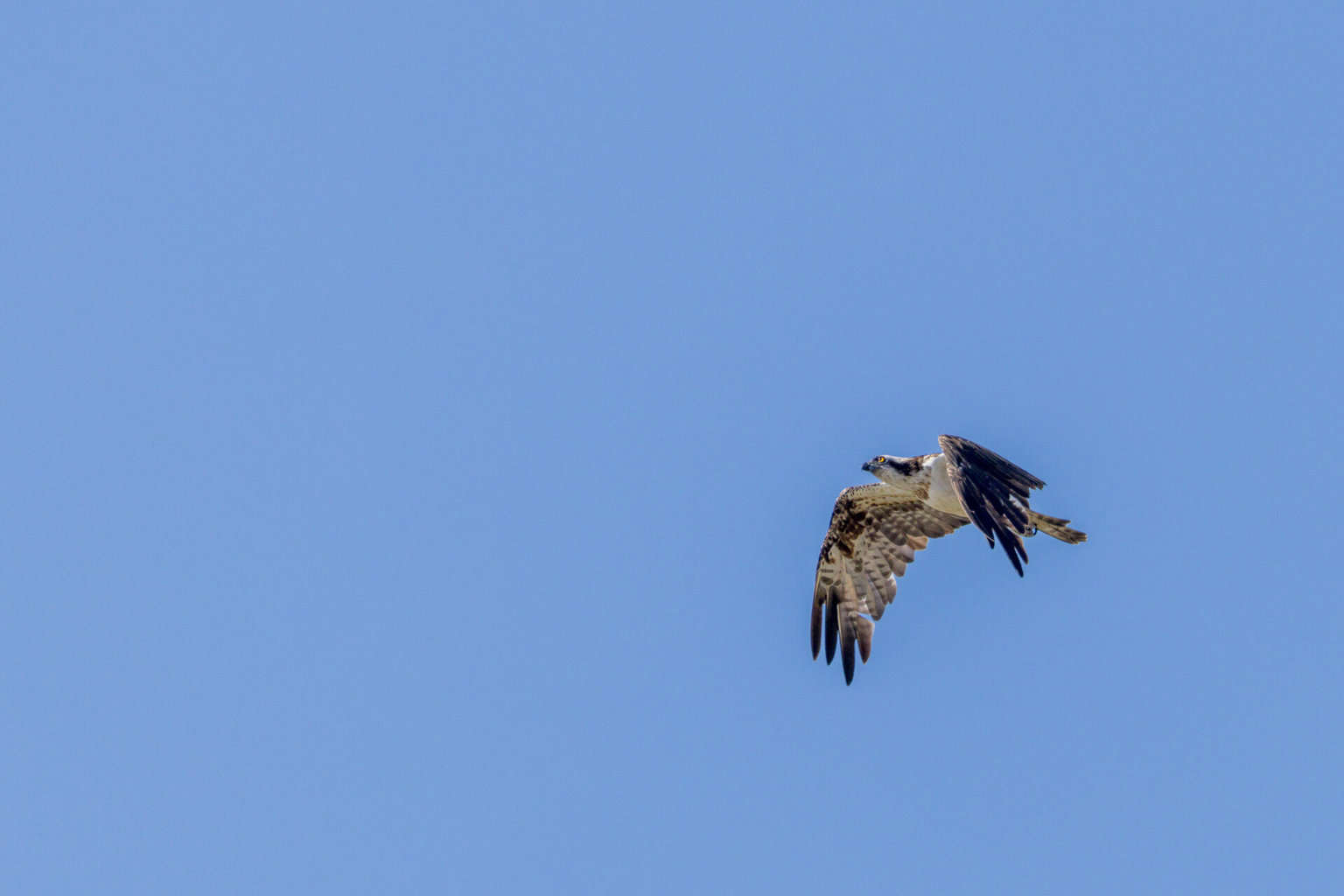 Marokko Souss Massa Fischadler Flug , Marokko Souss Massa Fischadler Flug