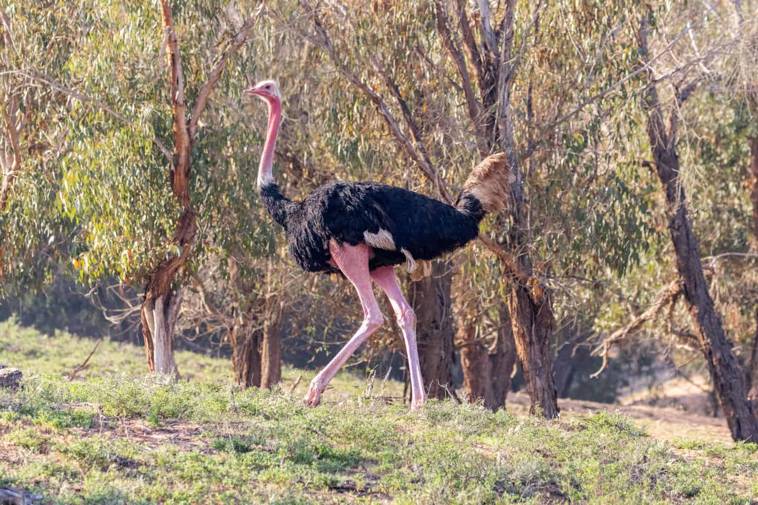 Marokko Souss Massa Strauss laufend , Marokko Souss Massa Strauss laufend