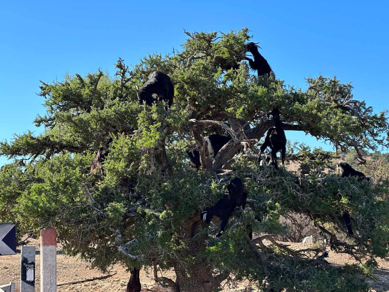 Marokko Ziegen Baeume klettern , Marokko Ziegen Baeume klettern