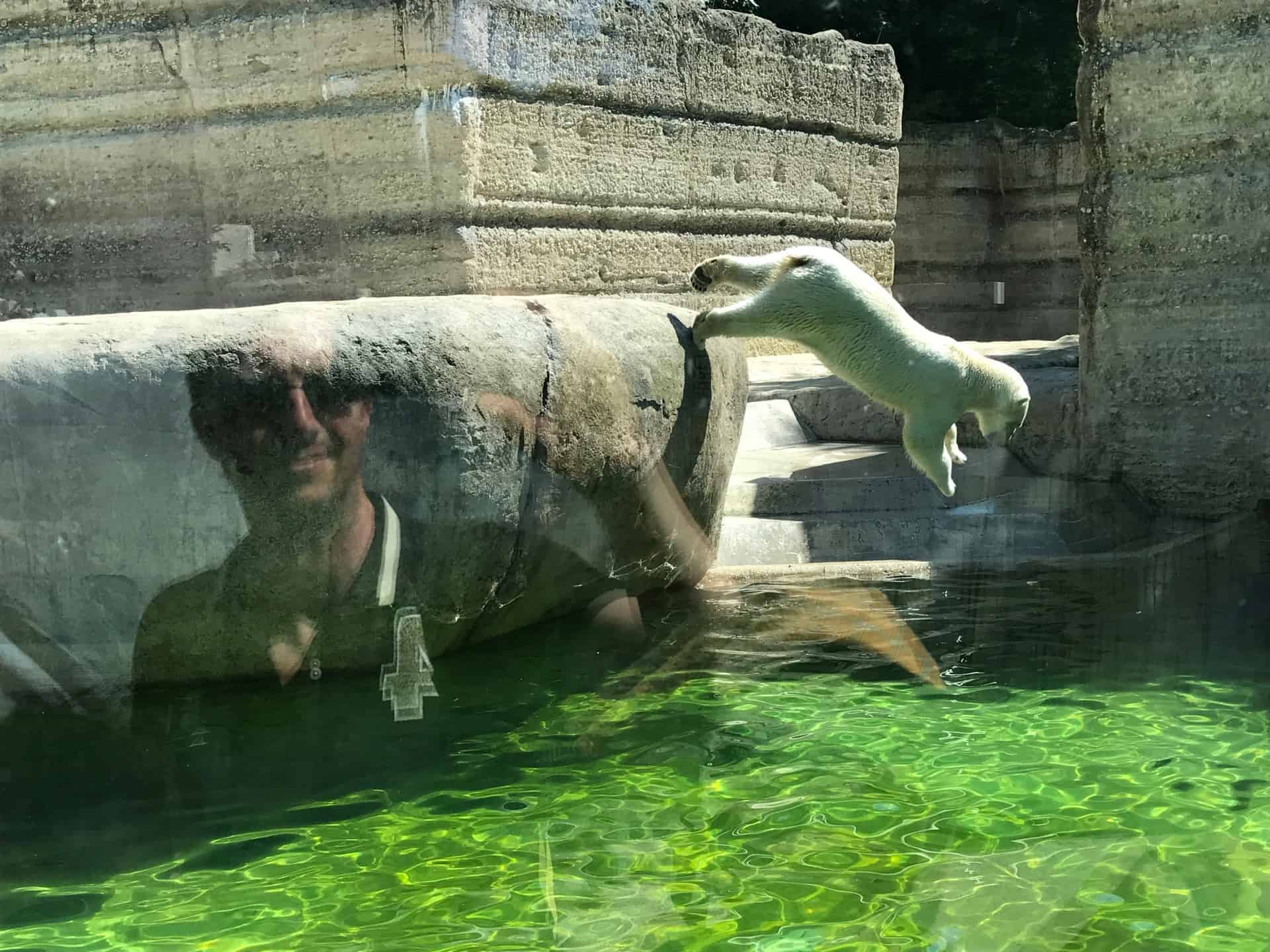 München_Zoo_Hellabrunn_Eisbär_springt_ins_Wasser