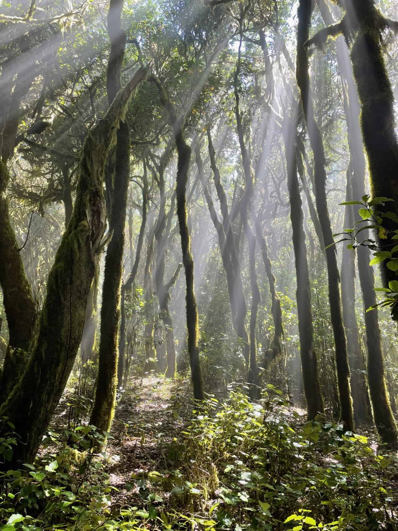 Nebelwald Sonnenstrahlen fallen durch Blaetterdach , Nebelwald Sonnenstrahlen fallen durch Blaetterdach