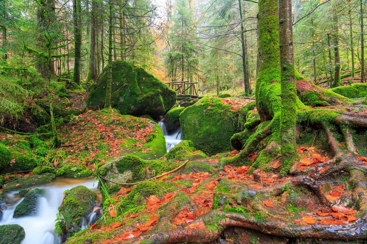 Neblige Wald Szene mit Bach , Neblige Wald Szene mit Bach