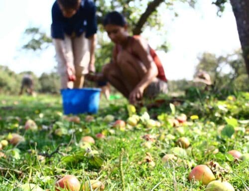 Unterwegs mit der Mundraub App kostenlos Obst, Nüsse und Kräuter finden