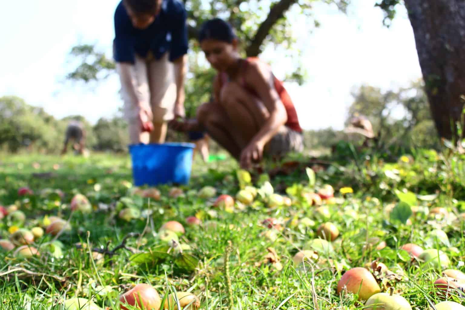 Unterwegs mit der Mundraub App kostenlos Obst, Nüsse und Kräutern finden, Presse Ernteaktion