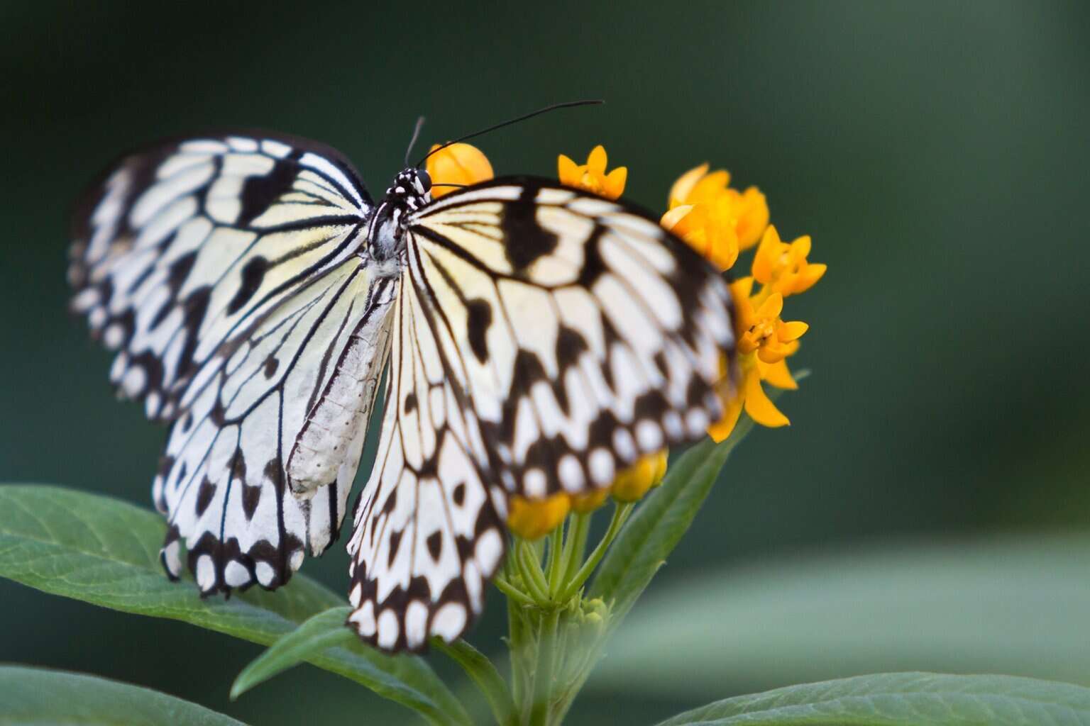 Schmetterling Nahaufnahme , Schmetterling Nahaufnahme